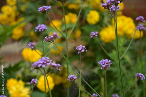 Close-up of spring outdoor, blooming willow verbena，Verbena bonariensis photo