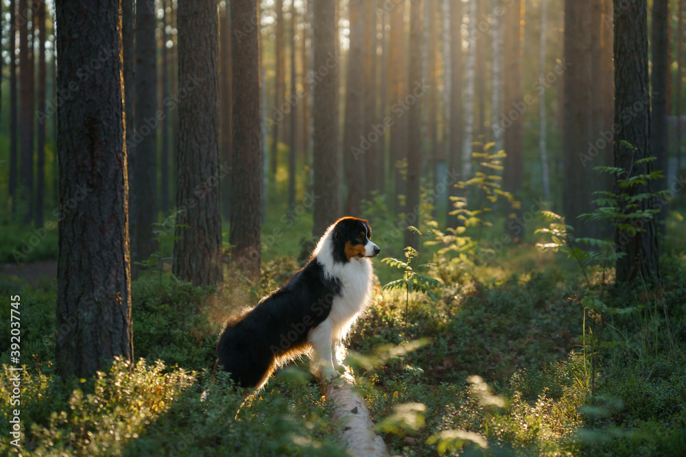 Obraz premium dog in a pine forest. Australian Shepherd in nature. sunny Landscape with a pet. 