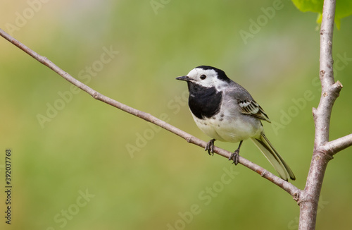 White wagtail, Motacilla alba. The bird sits on a thin branch