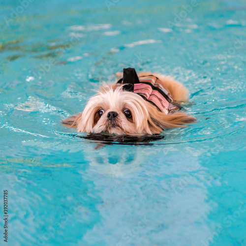 Cute dog wears life jacket at a swimming pool. © shine