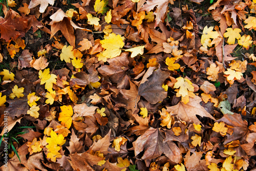 Foliage nel bosco, tappeto di foglie gialle, rosse e dorate ai piedi di un albero