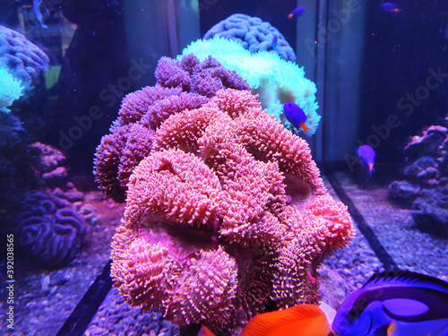 Various species of coral that are at risk of extinction are bred in aquariums. This coral will be defended until maturity before being placed in its original habitat in the ocean.