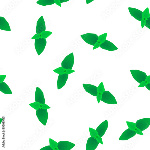 Seamless pattern with basil