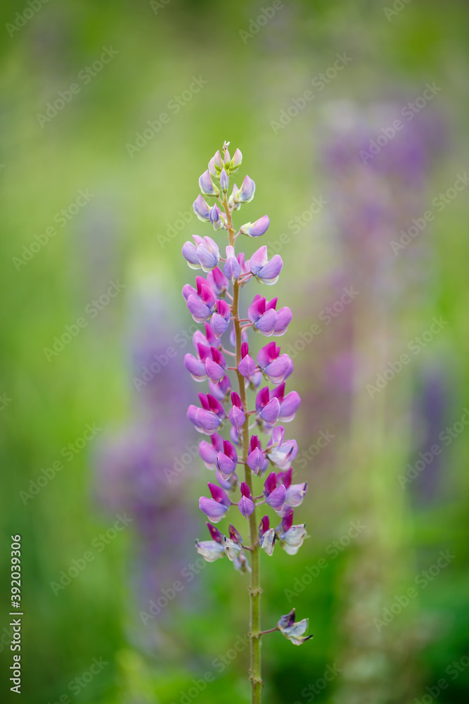 Bright beautiful decorative purple lupine flowers in a green garden Bright beautiful decorative purple lupine flowers in a green garden