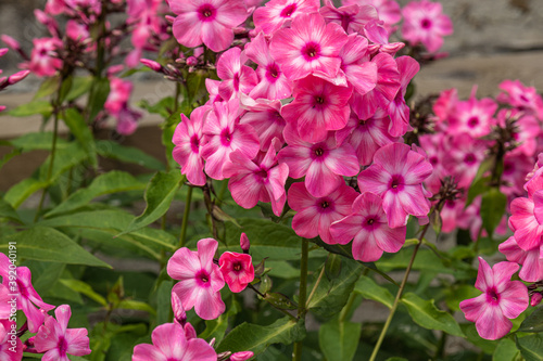 beautiful fresh  bright  natural pink  red flowers with green leaves in the Park garden in summer on a nice day