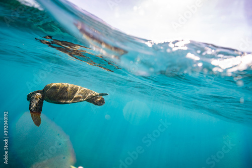 Sea turtle swims beneath the surface of the ocean with sun spots