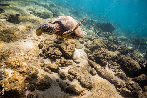 Sea turtle swims above the ocean floor off oahu, hawaii photo