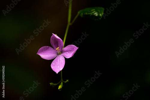 Purple flower with raindrops and darkness photo