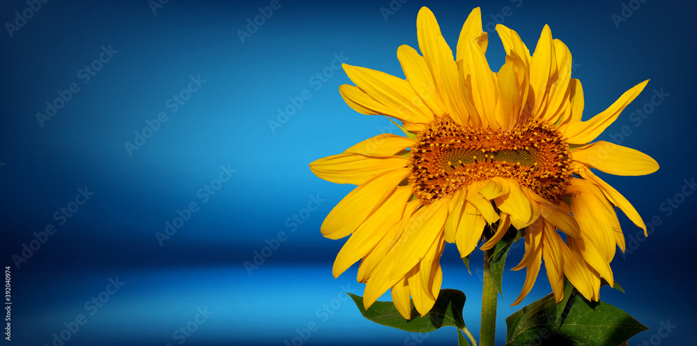 Obraz premium Sonnenblume vor blauem Hintergrund