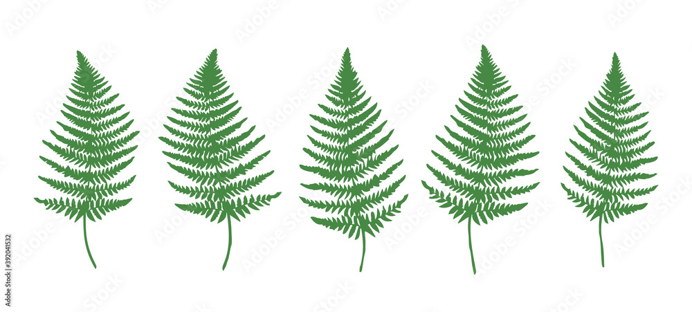 Fern Leaves Set - Vector Fern Collection