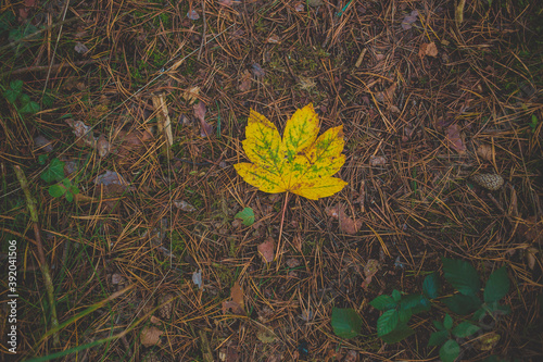 Yellow leaf on the ground in forest. Autumn time, colorfull nature. Natural grass background.