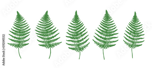 Fern Leaves Set - Vector Fern Collection