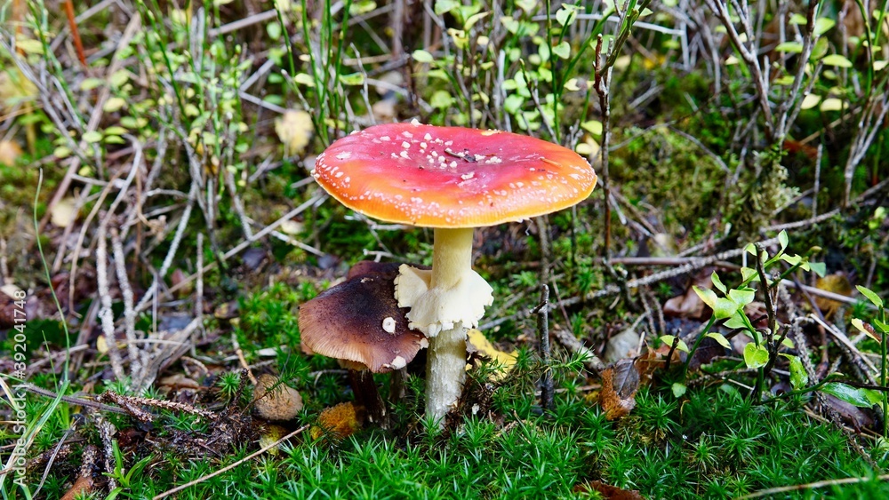 Fliegenpilz im herbstlichen Wald Fliegenpilz im herbstlichen Wald