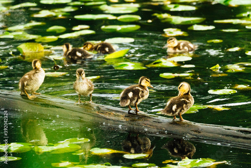 Mallard ducklings standing together on a log surrounded by lily pads photo