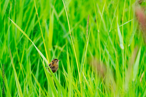 View from behind of a sparrow balancing on a blade of grass