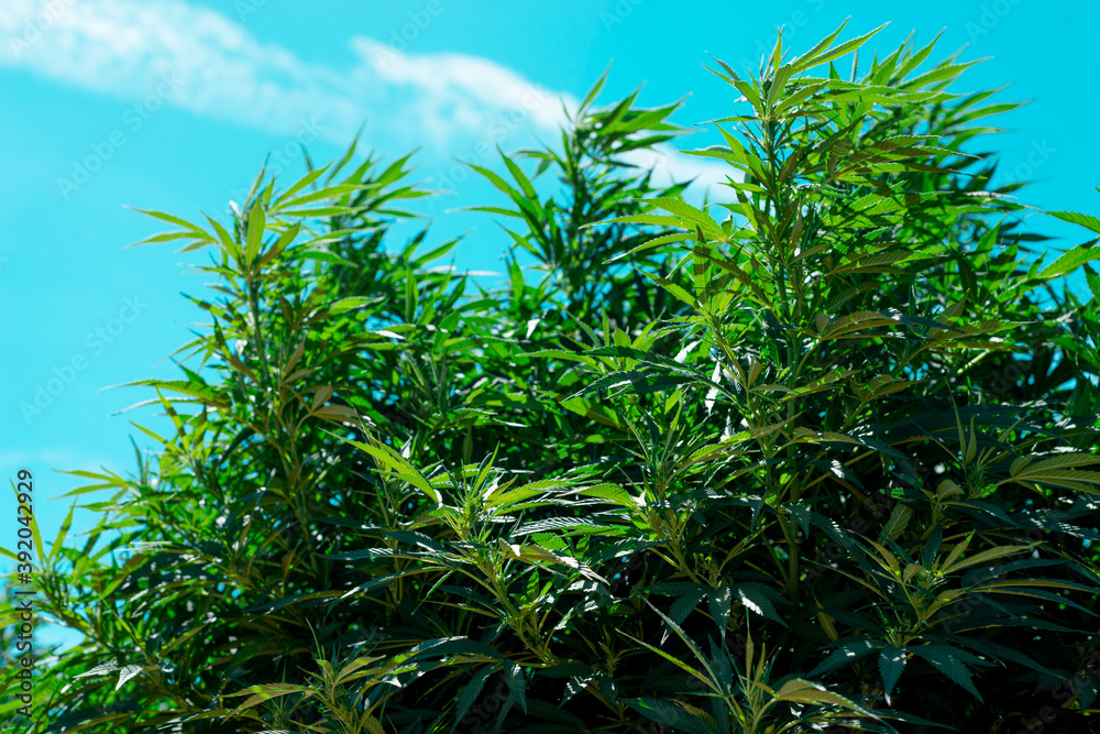 Tall Hemp bush Tall Hemp bush