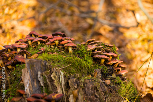 Fototapeta Naklejka Na Ścianę i Meble -  Autumn mountain landscape Wielka Racza