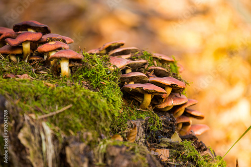Fototapeta Naklejka Na Ścianę i Meble -  Autumn mountain landscape Wielka Racza