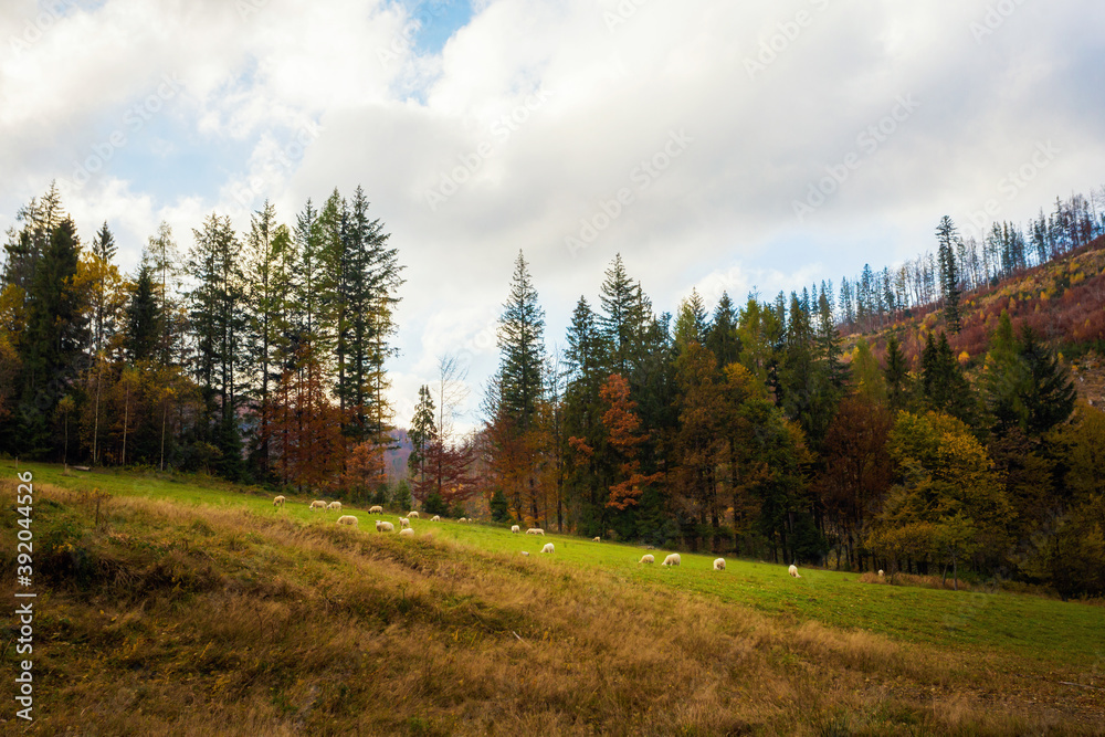 Sheeps in Autumn Beskidy mountains