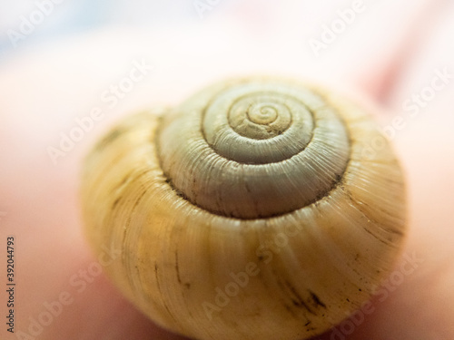 Close up detail of empty snail shell in bright light showing texture photo