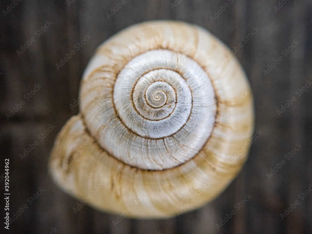Close up detail of light brown spiral shell resting on wood surface Close up detail of light brown spiral shell resting on wood surface