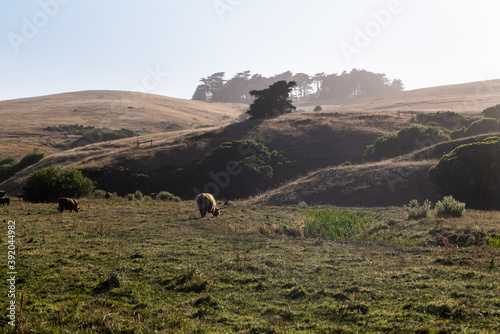 Long horn cattle grazing in open field at sunset in California photo