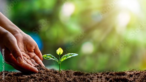 Close-up of a human hand holding a seedling, including planting the seedlings, the concept of Earth Day and the global warming reduction campaign.