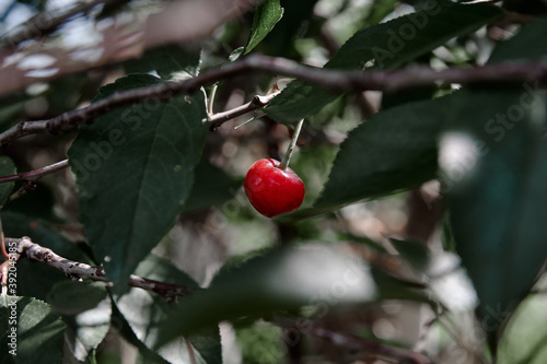 red cherry berry on a tree branch, cloudy weather photo