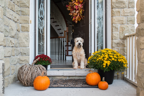 Soft coated wheaten terrier dog sitting in doorway of home in the fall