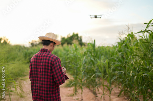 Corn farmer with drone remote controller in field