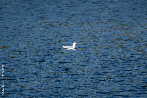 Seagull in the Water of a Lake