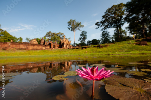 Angkor archaeological Park, Siem Reap, Cambodia. Close up of lotus flower in moat with Banteay Srey temple in background. photo