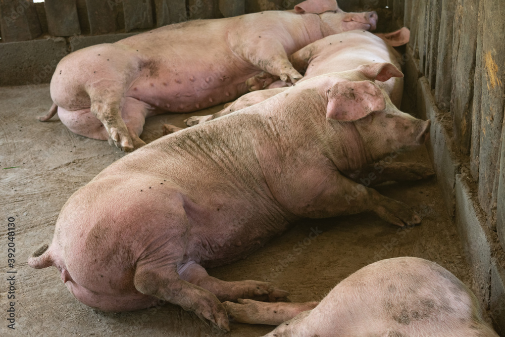 Several pigs stayed in the pens where farmers were raised, and when they finished eating, they continued to sleep. Several pigs stayed in the pens where farmers were raised, and when they finished eating, they continued to sleep.