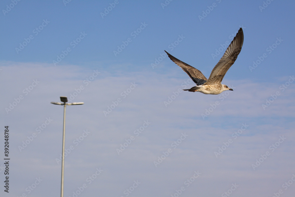 Obraz premium seagull in flight