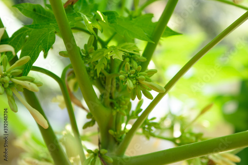 The flowers of the papaya tree are growing beautifully.