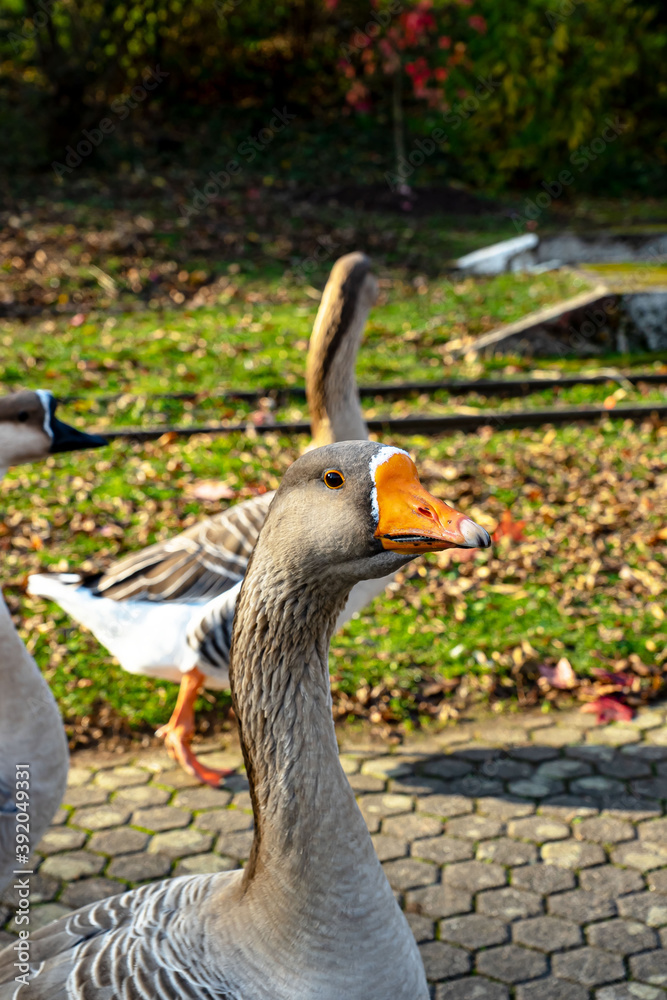 Gans-. Graugans
