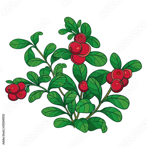 Bush of outline lingonberry or cowberry with ripe red berry and green leaves isolated on white background. 