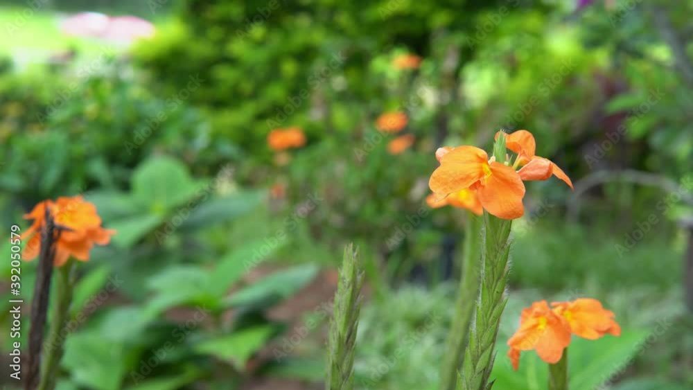orange Crossandra infundibuliformis flower blooming orange Crossandra infundibuliformis flower blooming