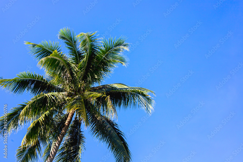 Green palm tree on blue sky background. Idyllic paradise landscape. Coco palm tree banner template with text place. Tropical island seaside bounty view. Exotic place for summer vacation