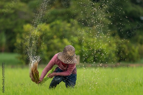 SIEM REAP, CAMBODIA - 2013 August 11: Farmer thrashes off water from rice plant ready for transplanting.