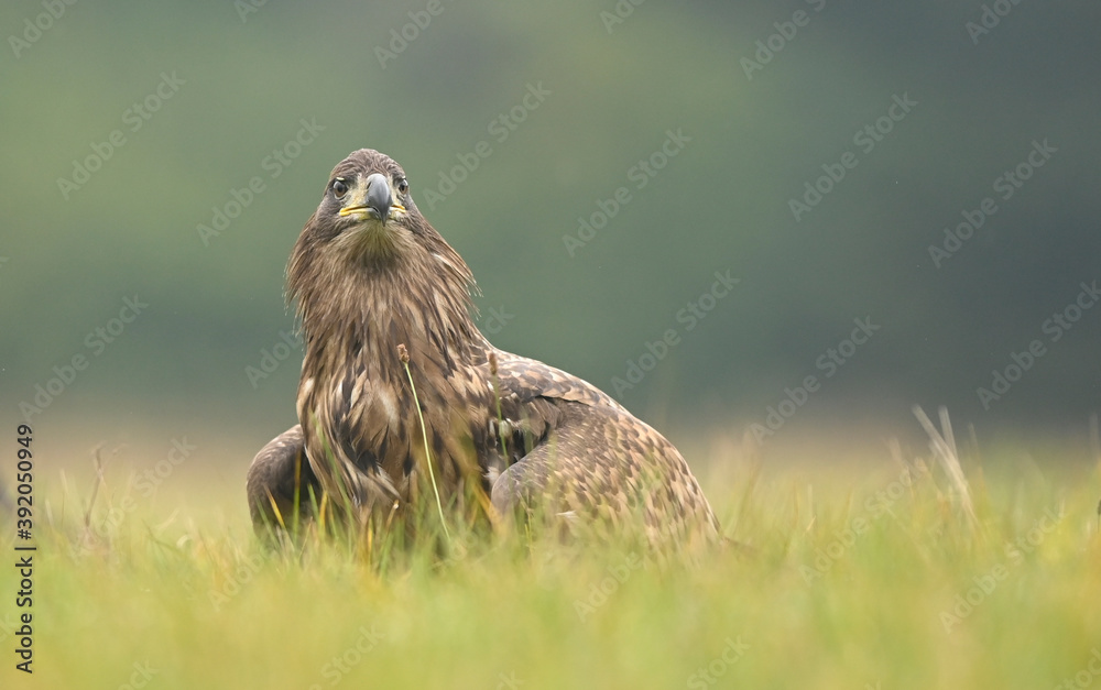 White tailed eagle ( Haliaeetus albicilla ) White tailed eagle ( Haliaeetus albicilla )