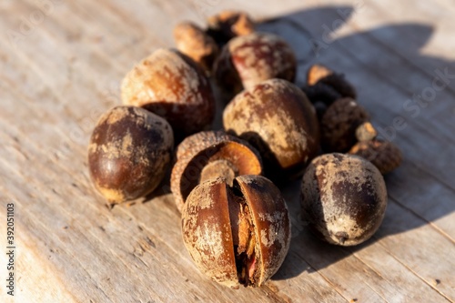 Several red oak acorns with caps on a wooden board