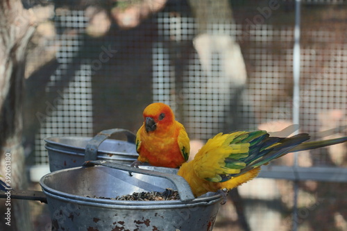 Oiseaux exotiques