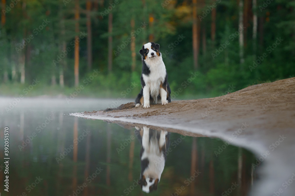 dog on beach. An active pet on the lake. Tricolor australian shepherd 