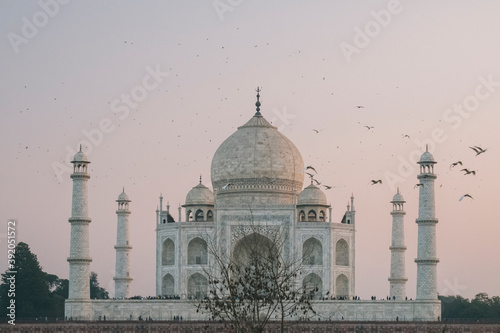 Taj Mahal at sunset while birds flying around, as seen from Mehtab Bagh viewpoint, Agra