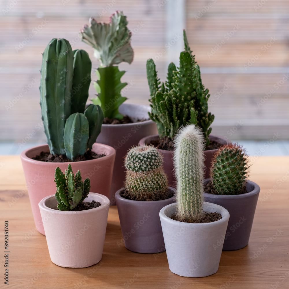 Colourful plant pots of cacti and succulents displayed in front of a window. The pots are hand painted in Annie Sloan chalk paint and the project was done during Coronavirus lockdown.
