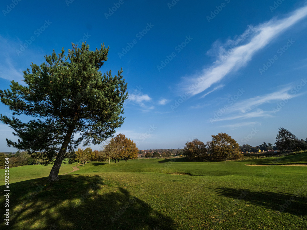 Obraz premium trees on a hill