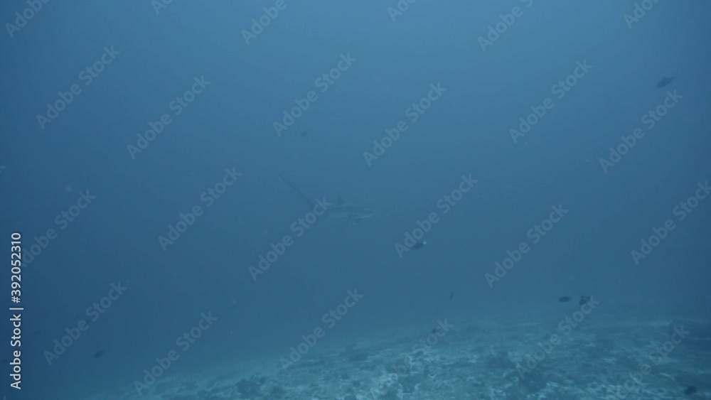 The rare and elusive Thresher Shark in the depth in Maldives
The rare and elusive Thresher Shark in the depth in Maldives