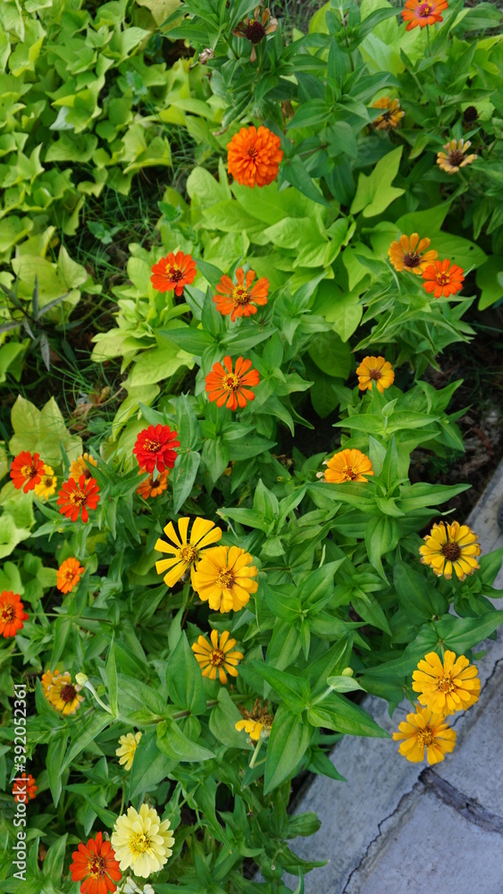 Various colors of zinia in one place that create beautiful colors and fresh green leaves.