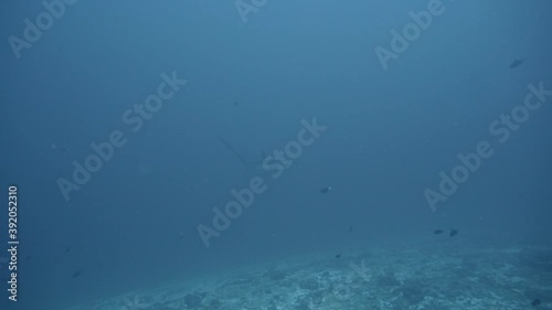 The rare and elusive Thresher Shark in the depth in Maldives
 photo